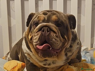 English Bulldog dogs British bulldog for stud - Advert 1