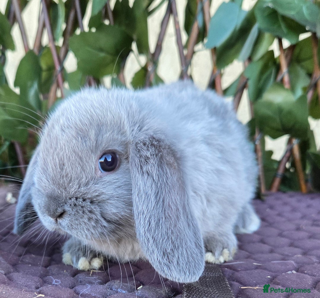 Mini Lop rabbits for sale: Pure mini lop babies  - Advert 34