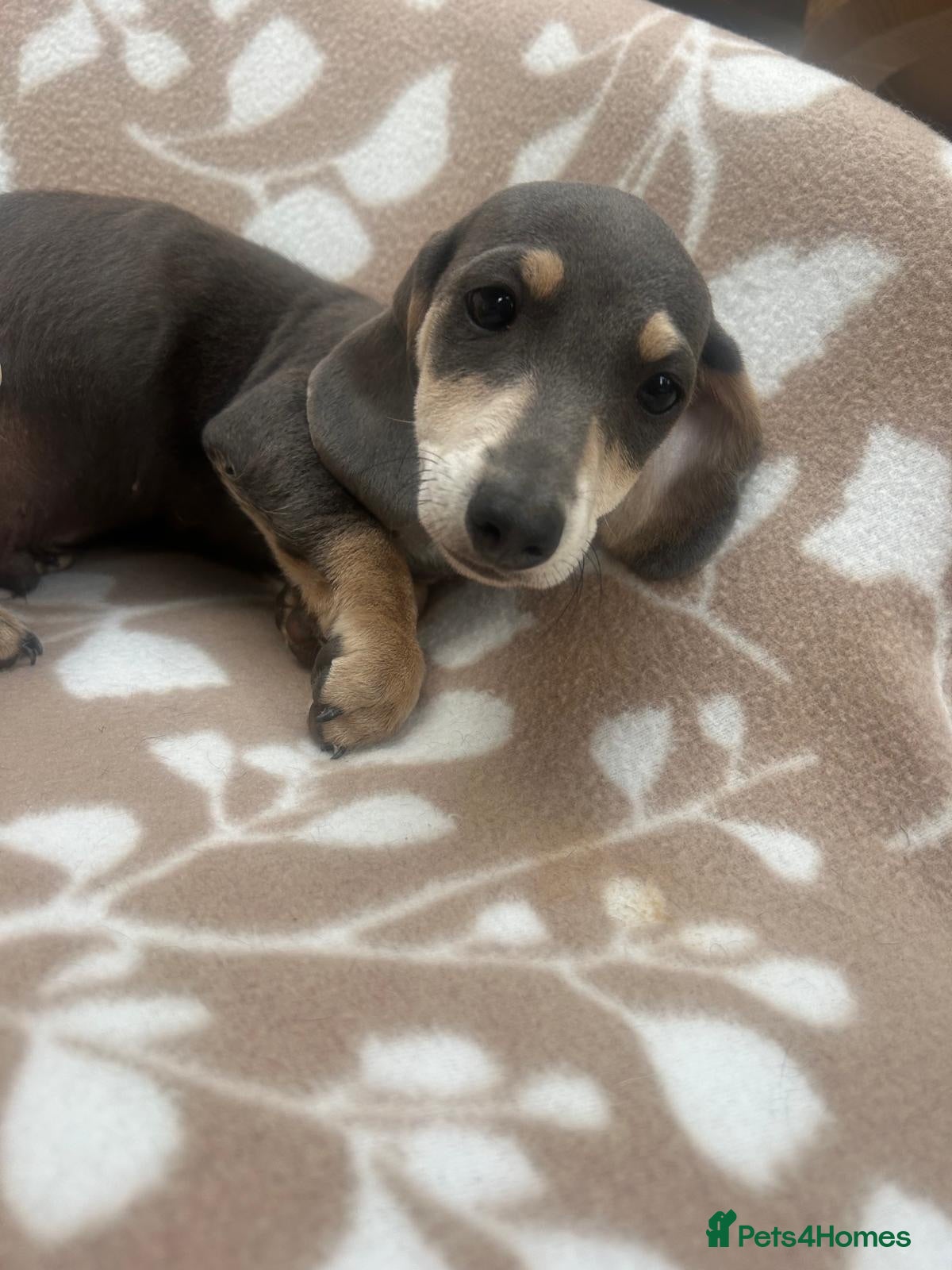 Dachshund dogs ****4 beautiful boys *** - Advert 1