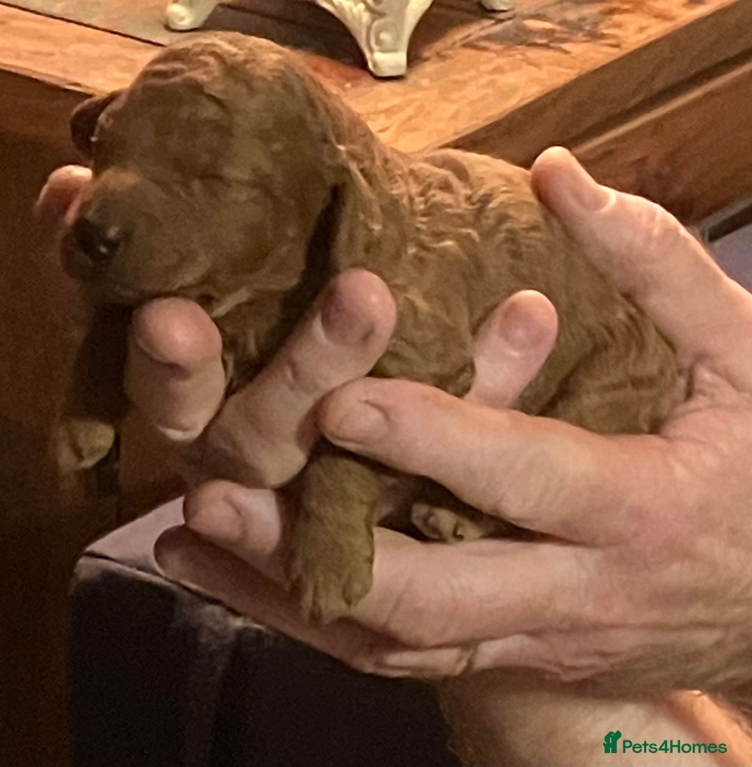 Cockapoo dogs for sale: COCKAPOO PUPPIES RED & BLACK in CAMBRIDGESHIRE  - Advert 21