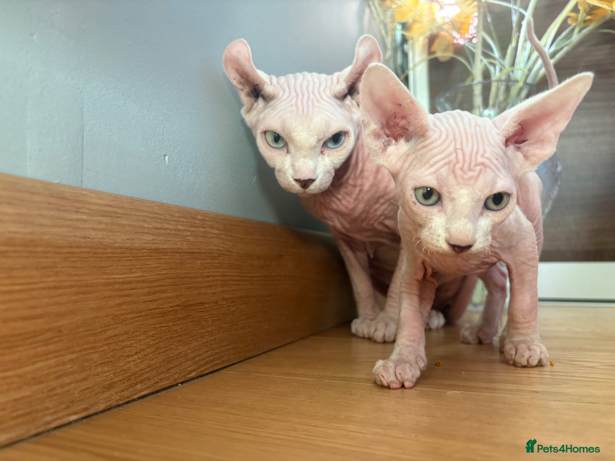 Sphynx cats Last pink green eyed sphynx kittens 😊 - Advert 1