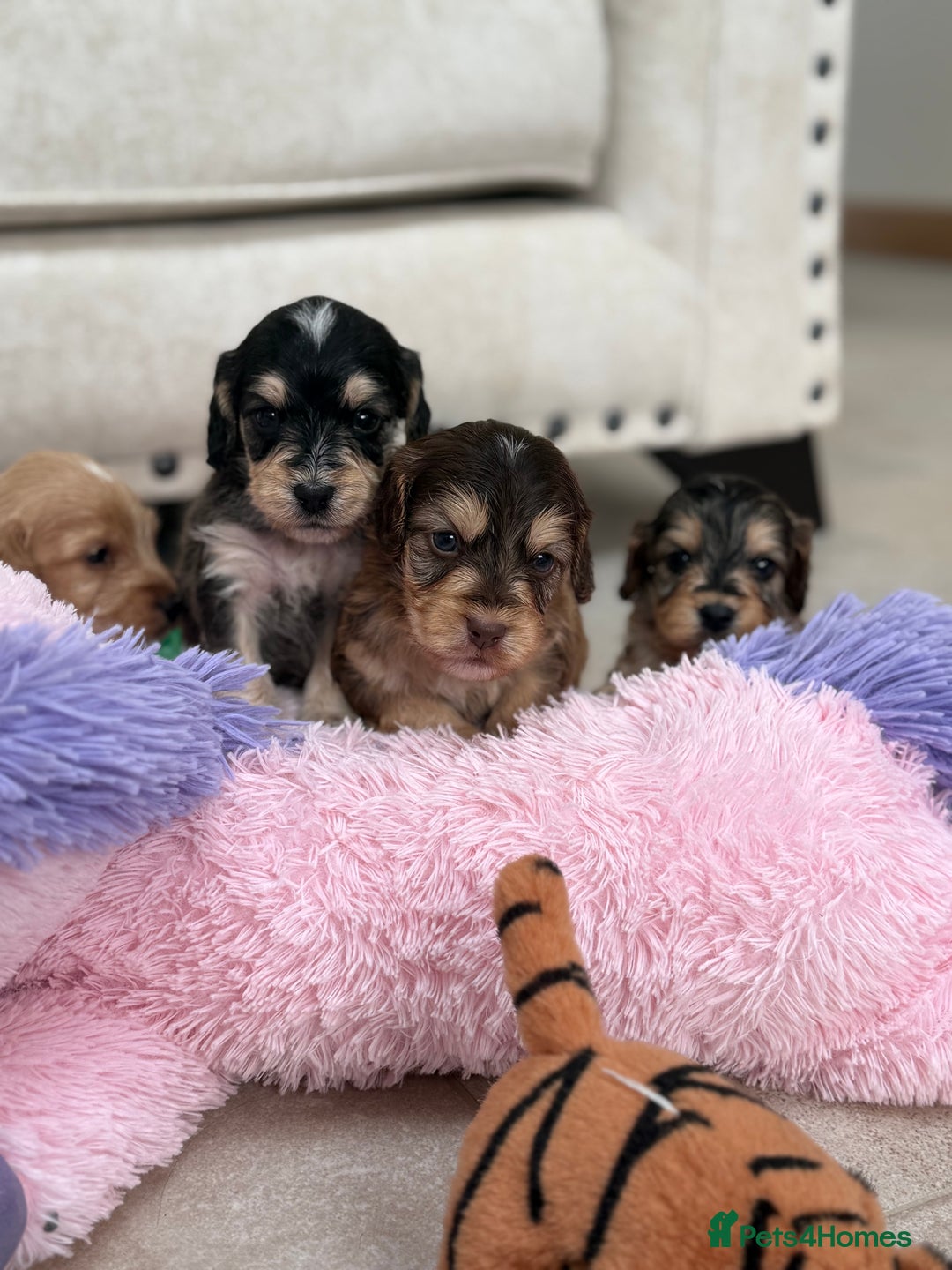 Labradoodle dogs for sale: Unique Stunning miniature doodles - Advert 27