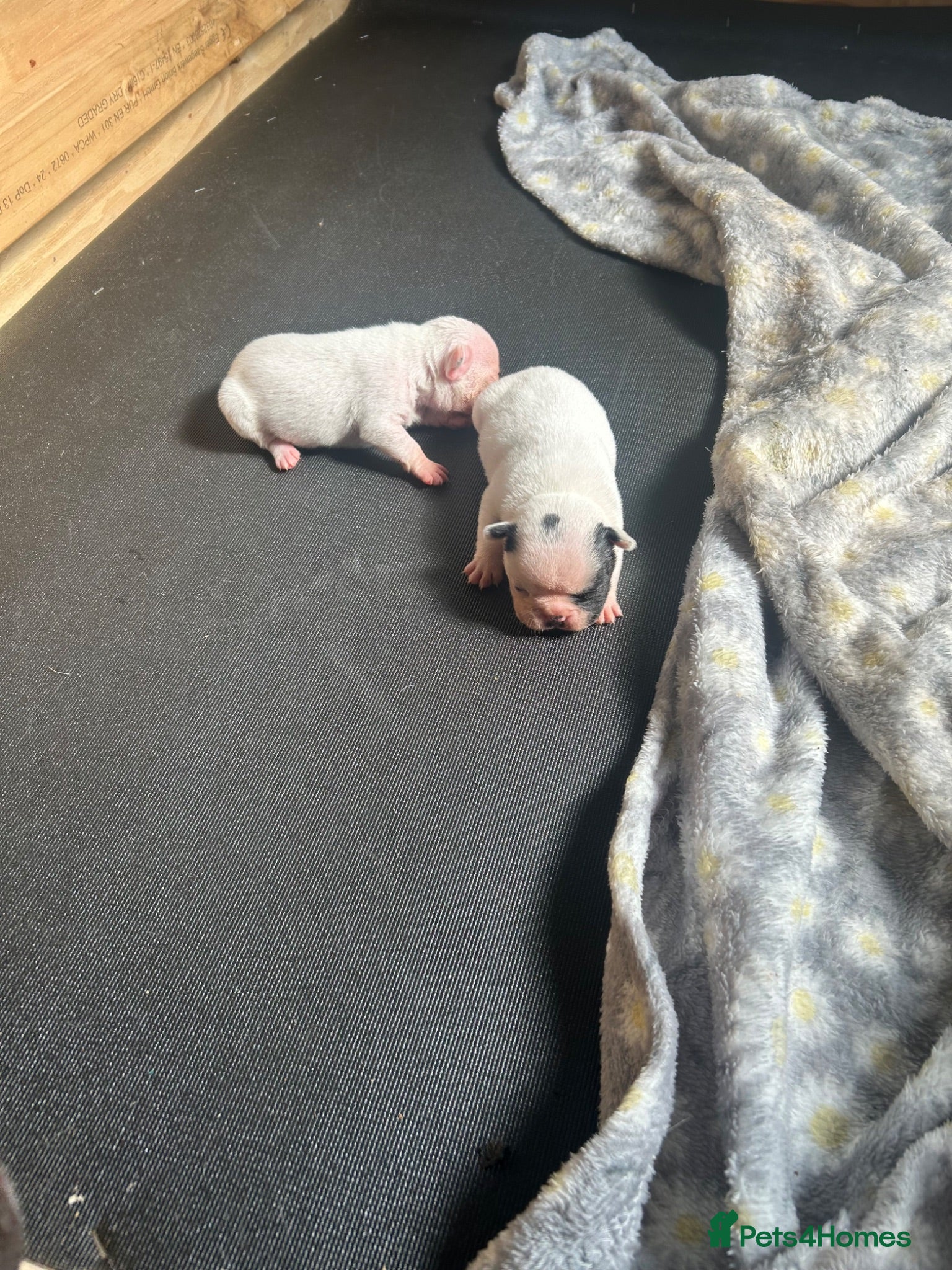 French Bulldog dogs 2 French bulldog puppies  - Advert 22