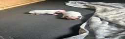 French Bulldog dogs for sale: 2 French bulldog puppies  - Advert 4