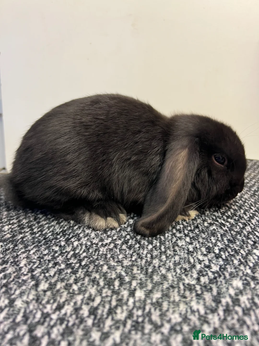 Mini Lop rabbits for sale: Mini Lop (plush carriers).. in Portsmouth - Advert 1