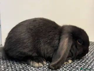 Mini Lop rabbits Mini Lop (plush carriers).. - Advert 1