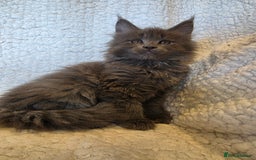 Maine Coon cats for sale: 4 x large bundles of fun - Image 4