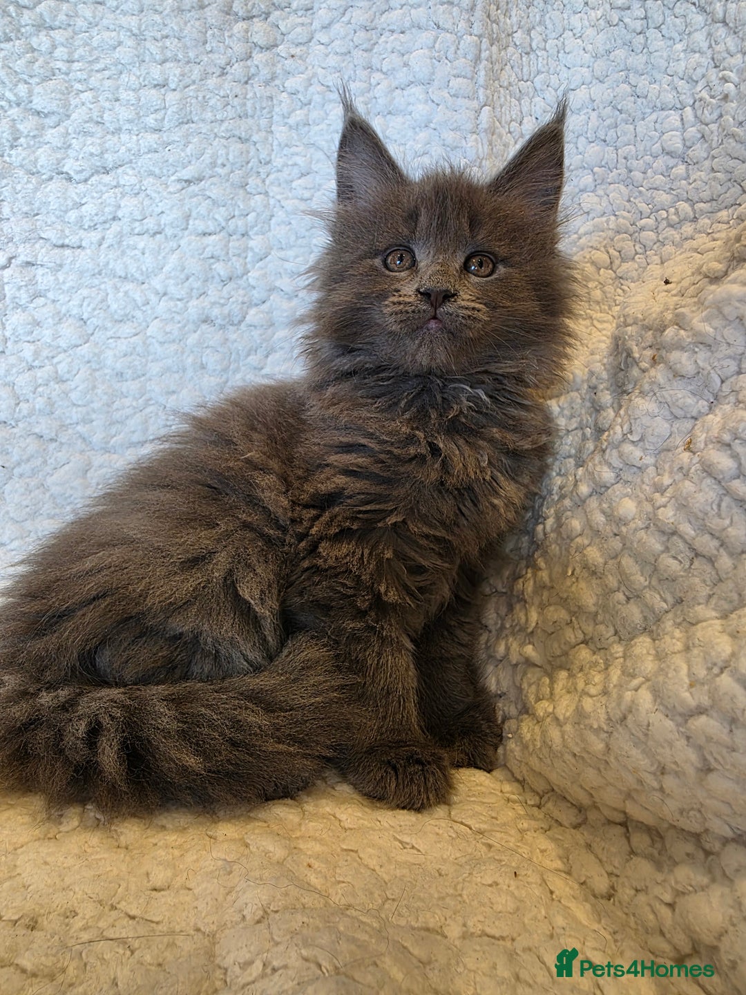 Maine Coon cats for sale: 4 x large bundles of fun - Image 4