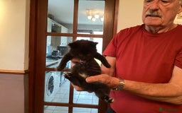 Ragdoll cats for sale: Beautiful Maine Coon, Tabby Cross kittens - Image 12