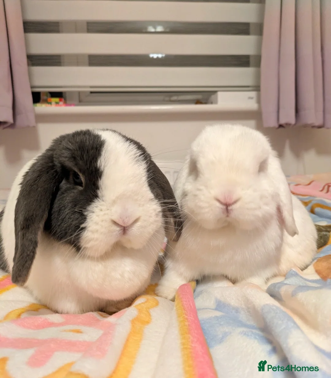 Mini Lop rabbits for sale: 2 Bonded Blue Eyed Mini Lops - Advert 2