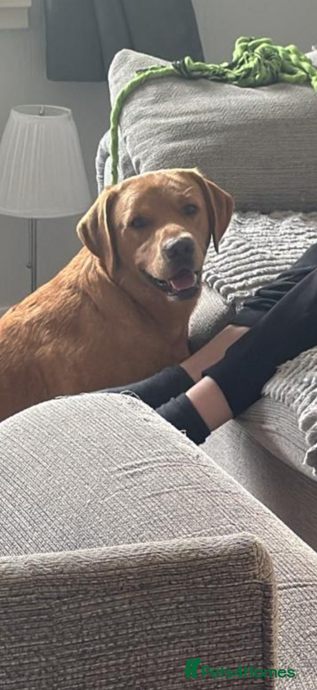 Labrador Retriever dogs for stud: 2 handsome  kc registered brothers for stud - Advert 6