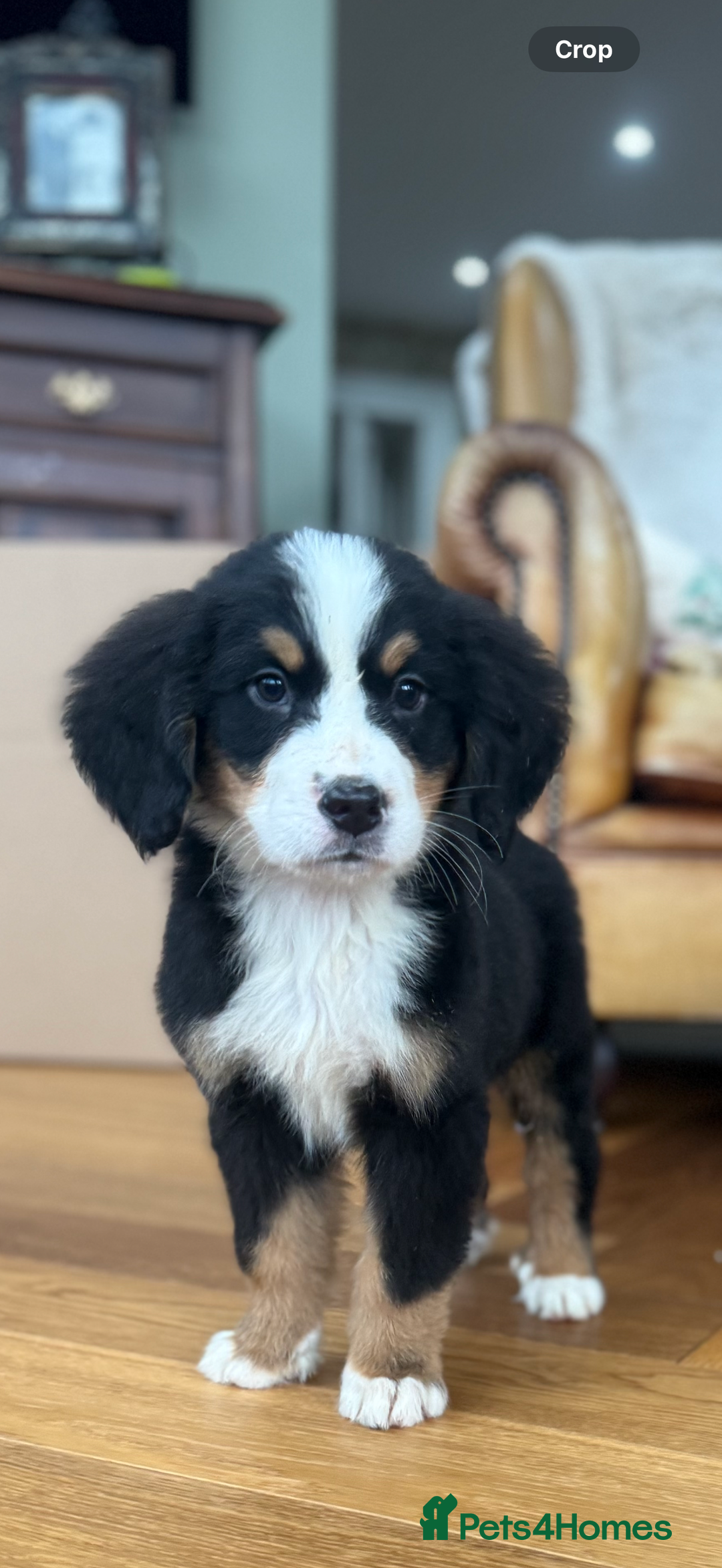 Bernese Mountain Dog dogs for sale: Bernese Mountain Dog Pups  - Advert 24