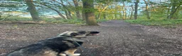 German Shepherd dogs for stud: Moose the German X Caucasian shepherd in Wokingham - Advert 8