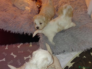 Maltipoo dogs F1 tiny adorable maltipoo - Advert 12