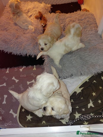 Maltipoo dogs F1 tiny adorable maltipoo - Advert 1