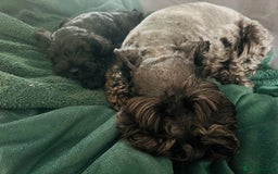Miniature Schnauzer dogs for sale: Black pedigree miniature schnauzer - Female - Image 5