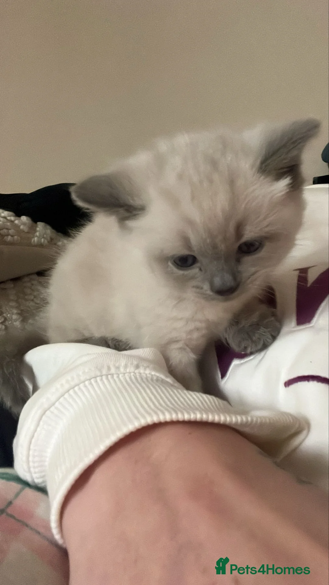 British Shorthair cats for sale: 2 male British short-hair cats  - Advert 5