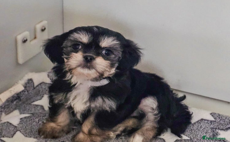 Shih Tzu dogs - Advert 1