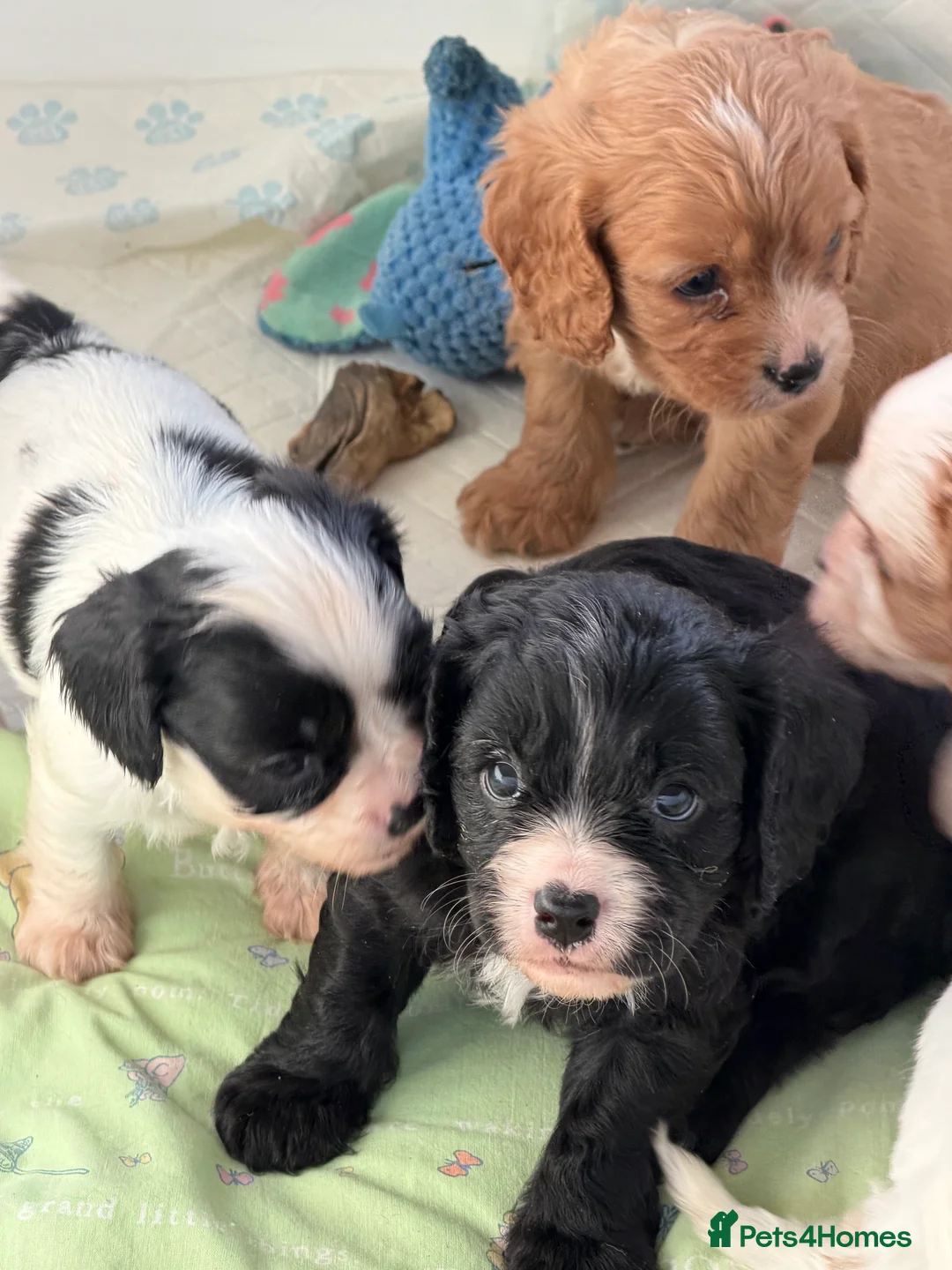 Cavapoo dogs for sale: Stunning cavapoo puppies ready 9th January  - Advert 4