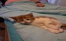 Mixed Breed cats for sale: Kittens for sale - Image 3