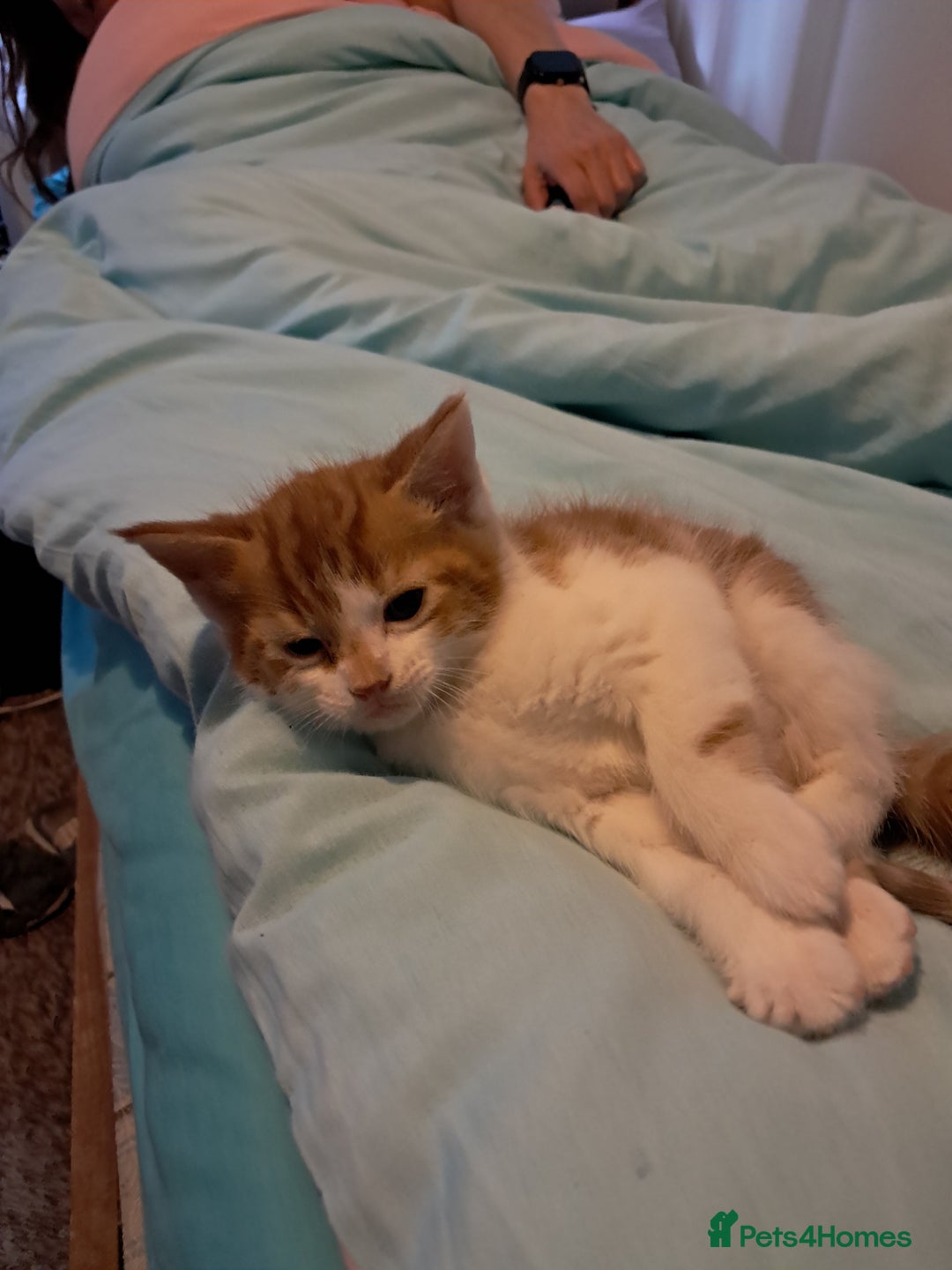 Mixed Breed cats for sale: Kittens for sale - Image 3