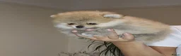 Pomeranian dogs for sale: Show class potential Pomeranians  - Advert 15