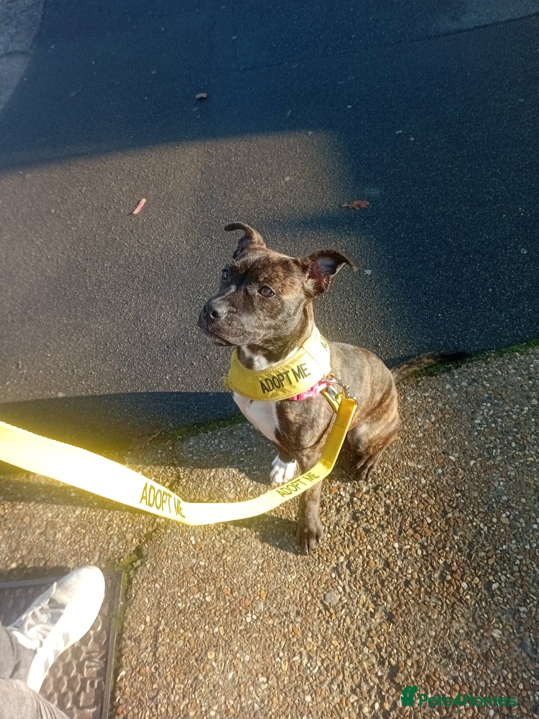 Staffordshire Bull Terrier dogs for adoption: Gorgeous staffie seeking holistic home - Advert 1