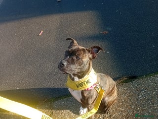 Staffordshire Bull Terrier dogs Gorgeous staffie seeking holistic home - Advert 1
