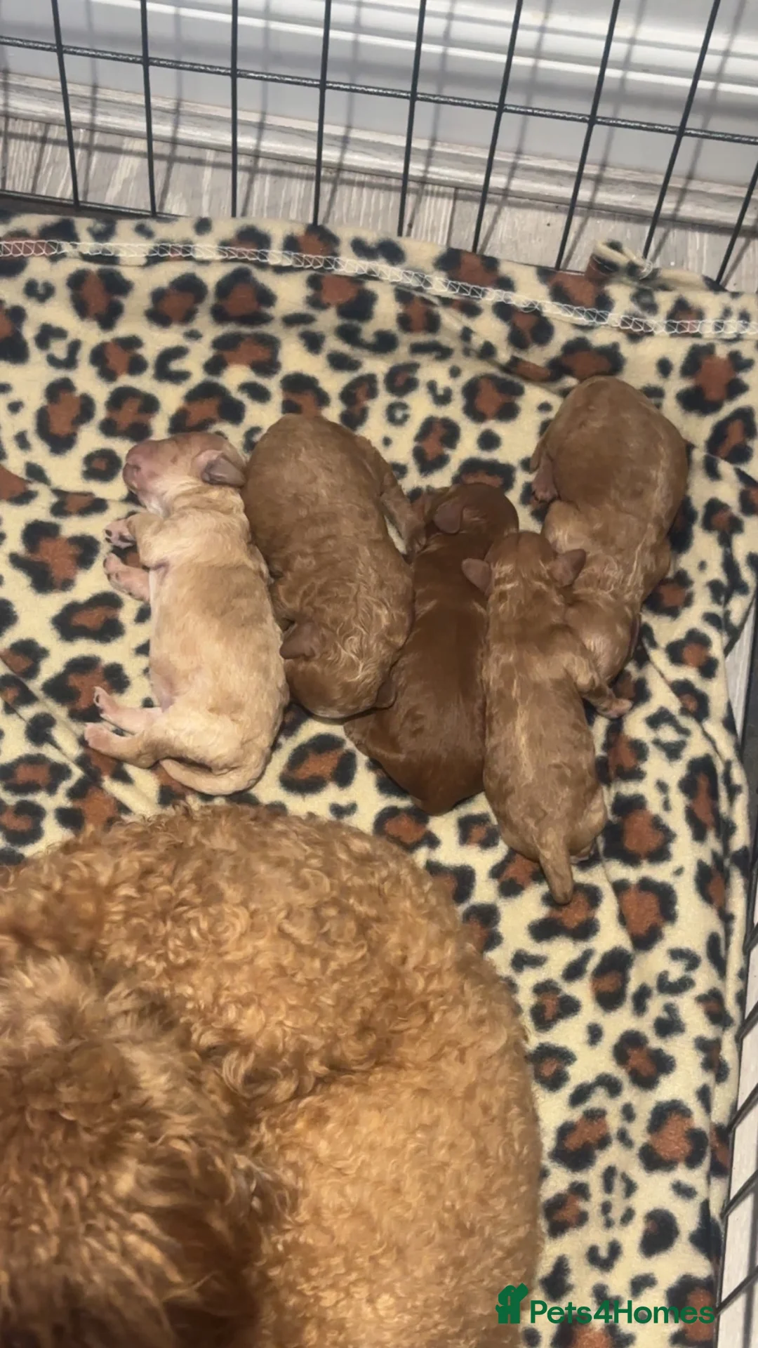 Cavapoo dogs for sale: Cavapoo f1b in Houghton le Spring - Advert 2
