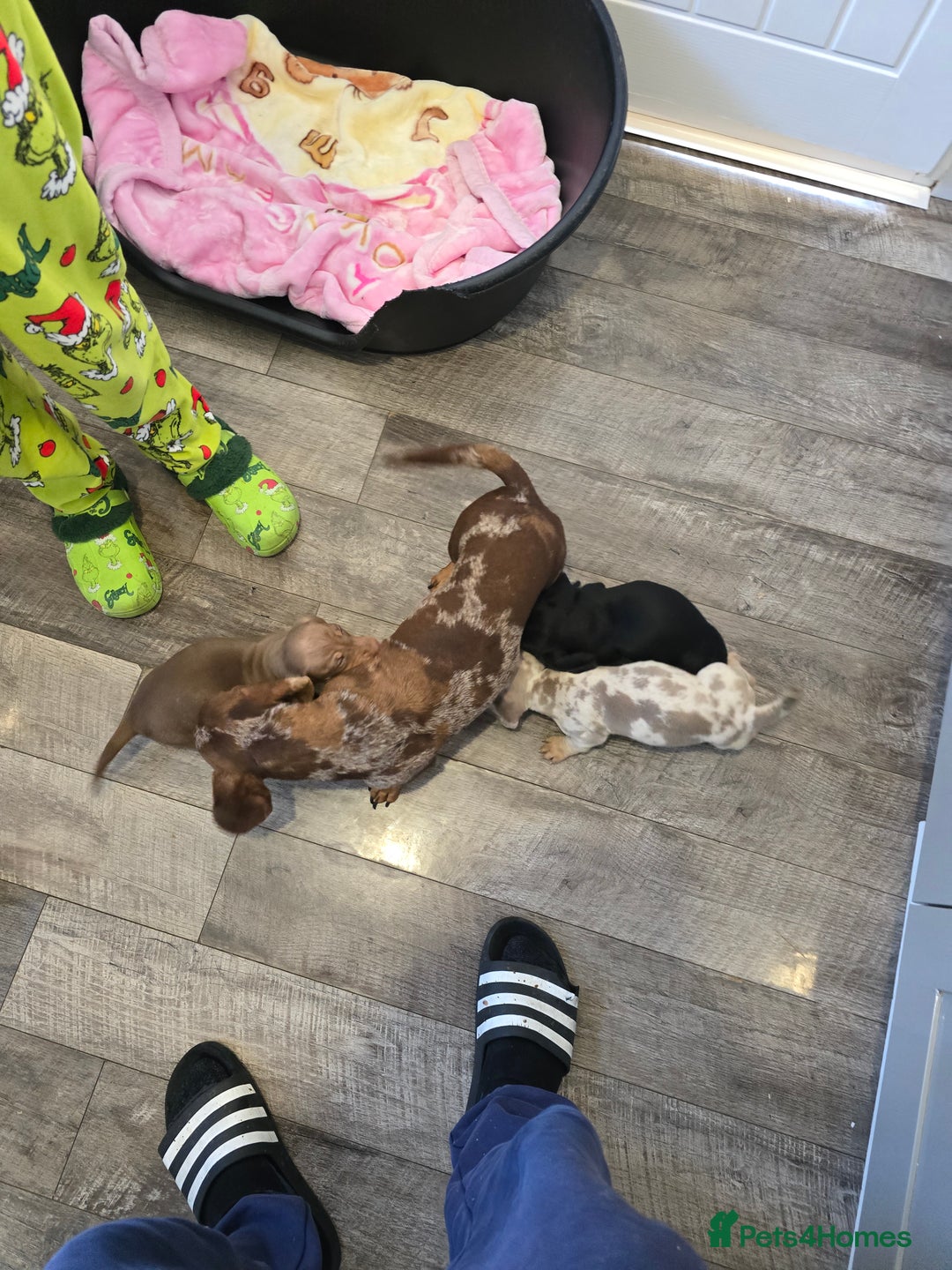 Dachshund dogs for sale: 4 beautiful dachshund boy puppies  - Advert 27