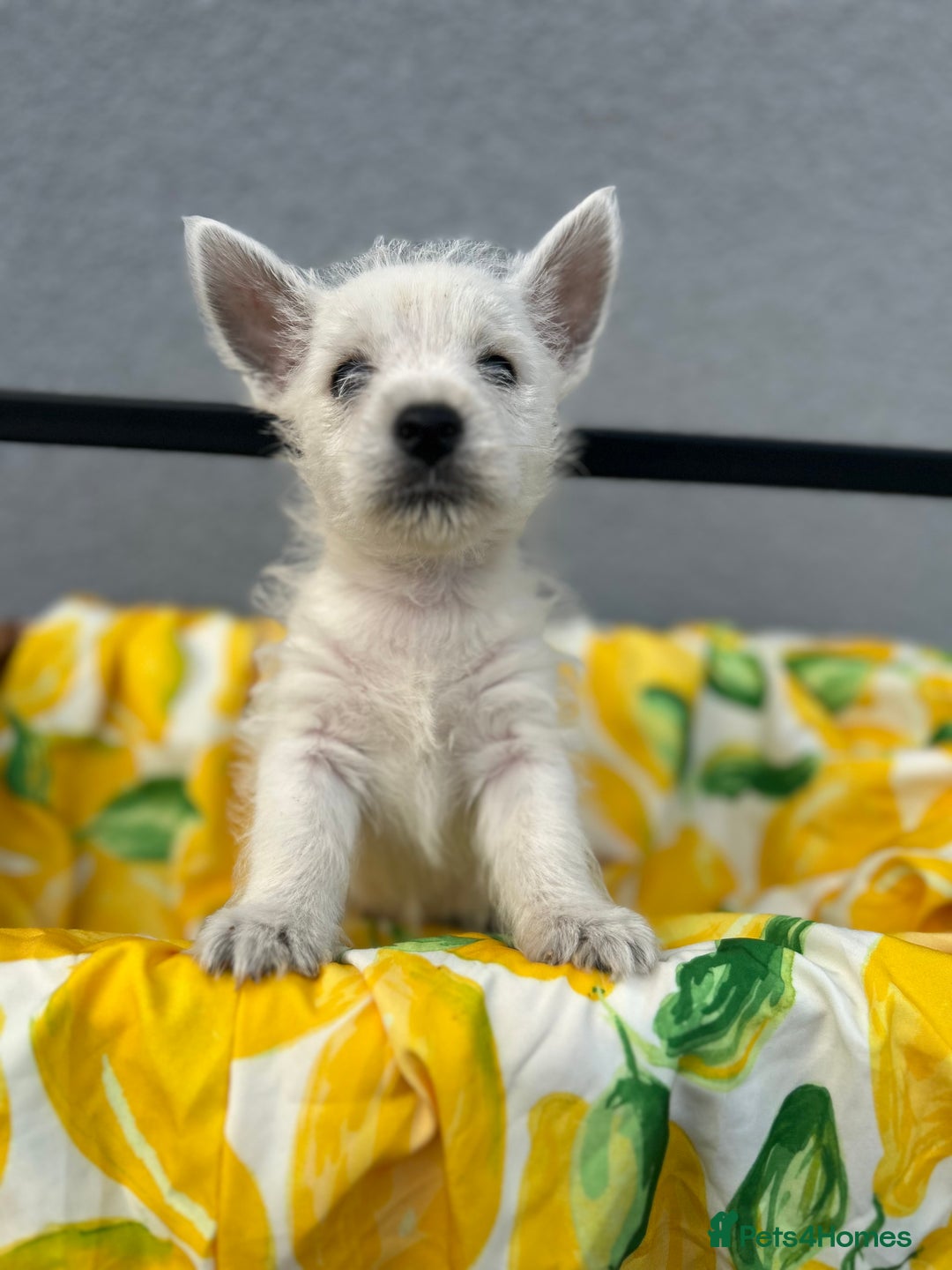 West Highland Terrier dogs for sale: West highland terrier puppies  - Image 14