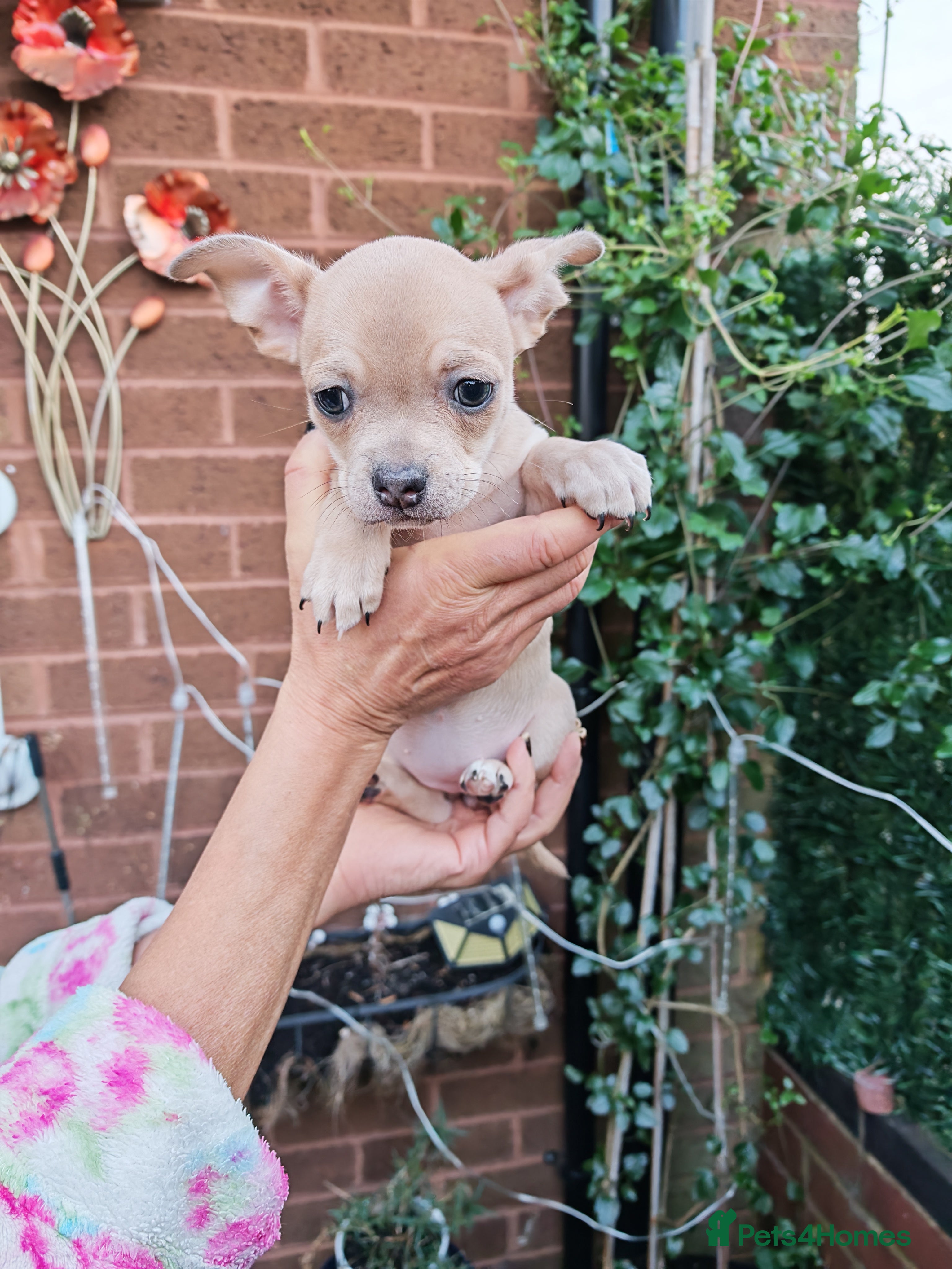 Chihuahua dogs Chihuahua puppys - Advert 3