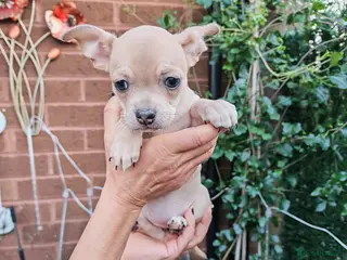 Chihuahua dogs Chihuahua puppys - Advert 3