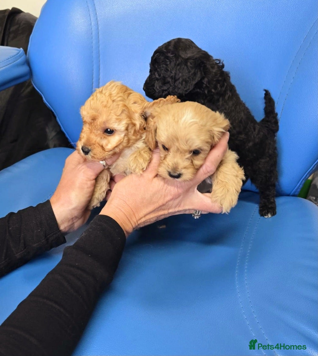 Cavapoo dogs 2  Beautiful Puppies & Free insurance  - Advert 4