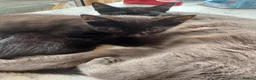 Mixed Breed cats for sale: 2 boys Black Russian  - Advert 8