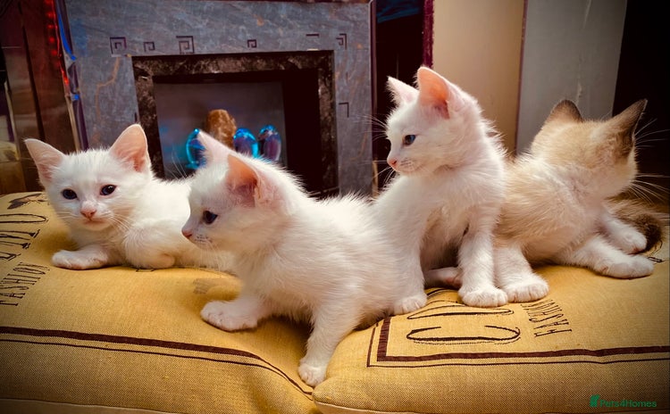 Ragdoll cats - Advert 11