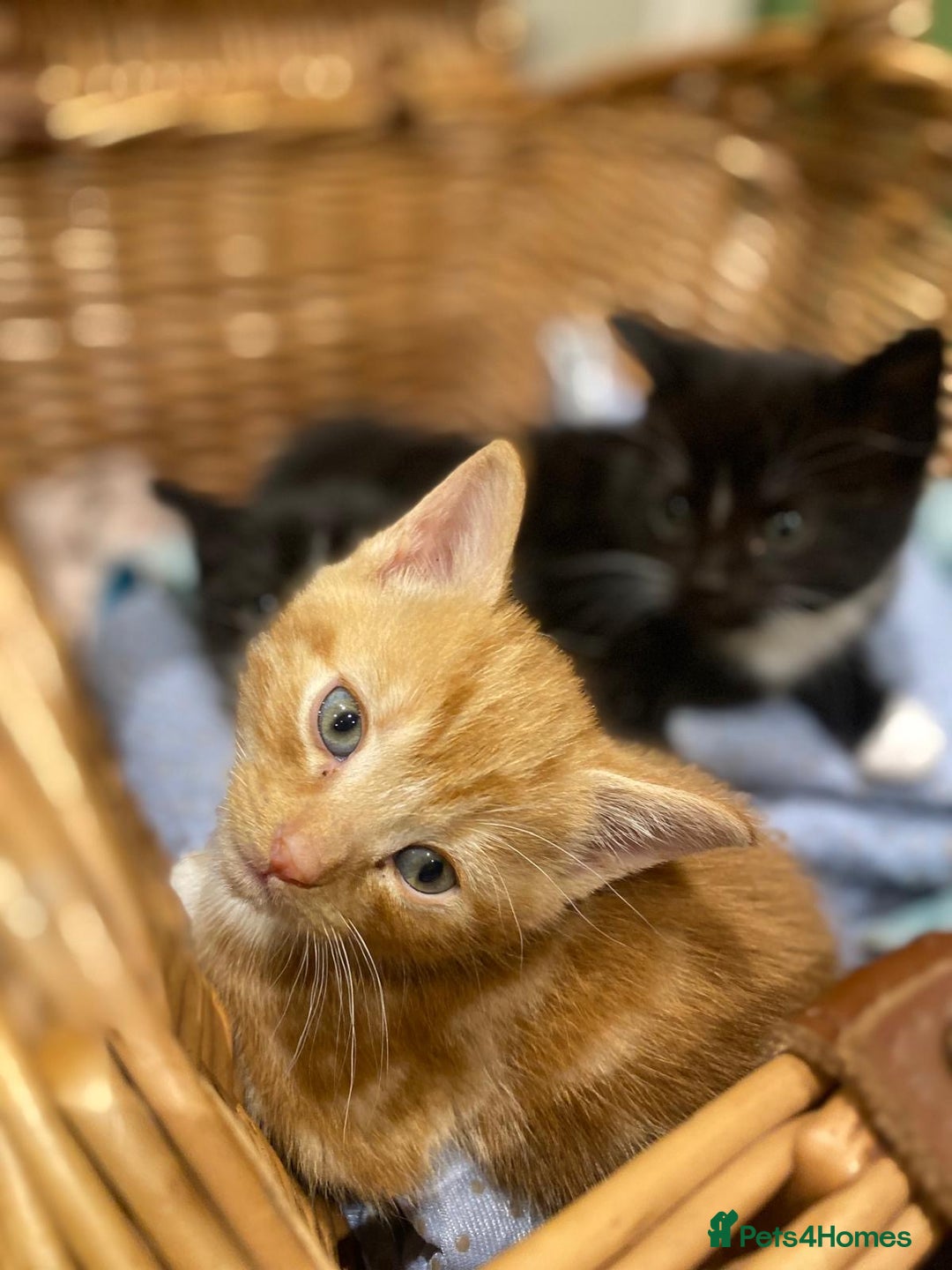 Mixed Breed cats for sale: 4 kittens for sale - Advert 3