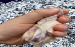 Gerbil rodents for sale: 10 gerbils for sale, in LONDON - Image 5