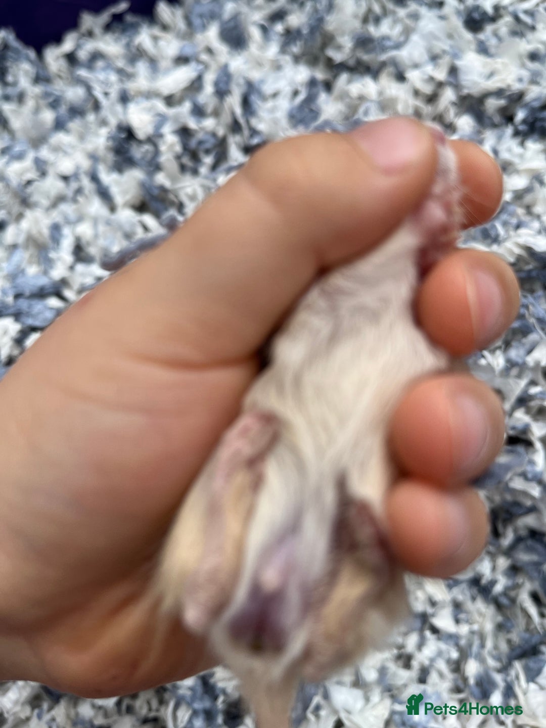 Gerbil rodents for sale: 10 gerbils for sale, in LONDON - Image 5
