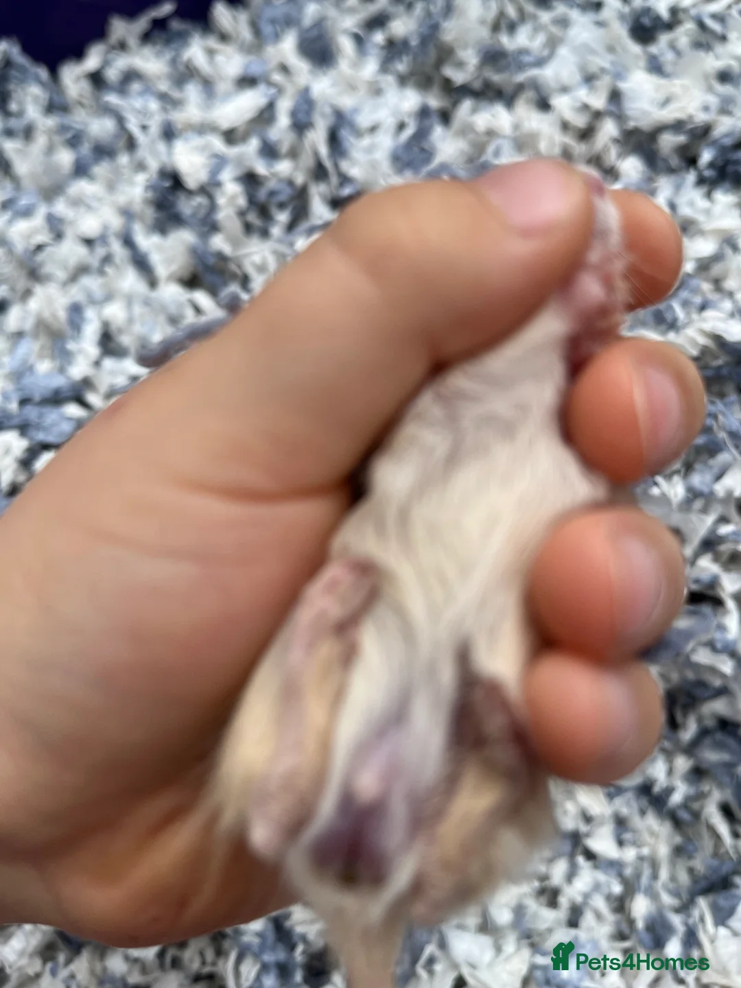 Gerbil rodents for sale: 2 gerbils for sale, in LONDON - Advert 5