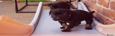 Black & tan male