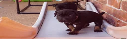 Cane Corso dogs for sale: Quality cane corso puppies - limited available  - Advert 23