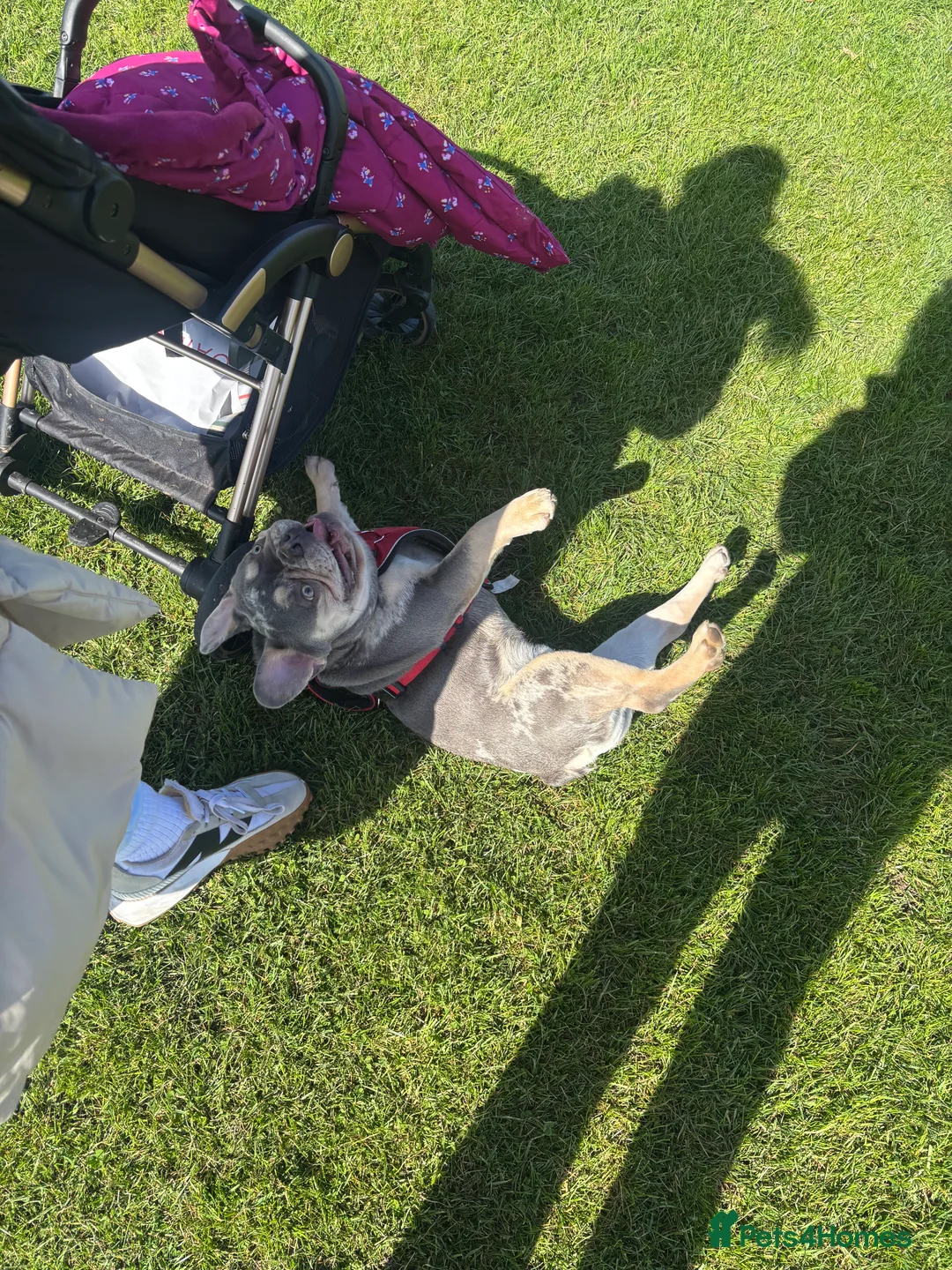 French Bulldog dogs for stud: 🩵Gorgeous Pedigree Stud Archie🩵 - Advert 7