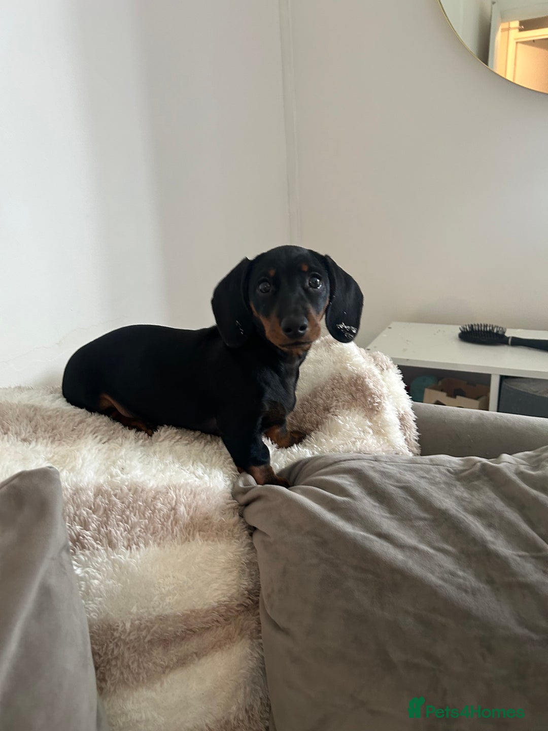 Dachshund dogs for sale: Dolly  - Image 2