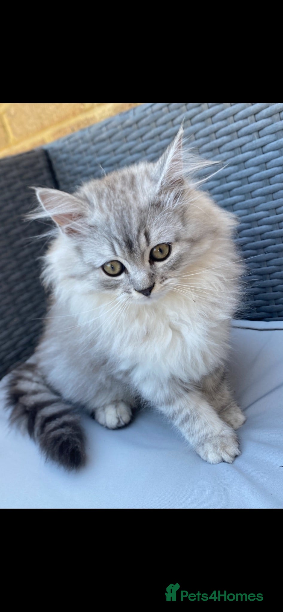 Persian cats Persian  - Advert 1