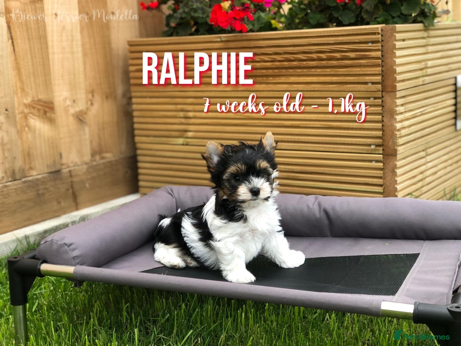 Yorkshire Terrier dogs Beautiful Litter of Six Biewer Terriers! - Advert 1
