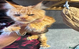 Maine Coon cats for sale: 3 LEFT NOW Purebred Maine Coon Kittens Blackburn - Image 10