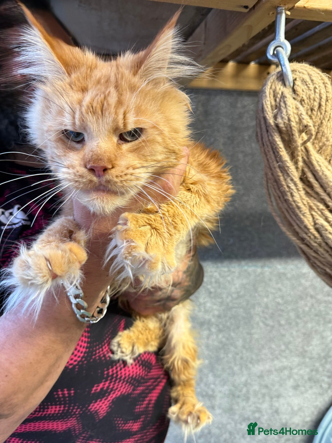 Maine Coon cats for sale: 3 LEFT NOW Purebred Maine Coon Kittens Blackburn - Image 10