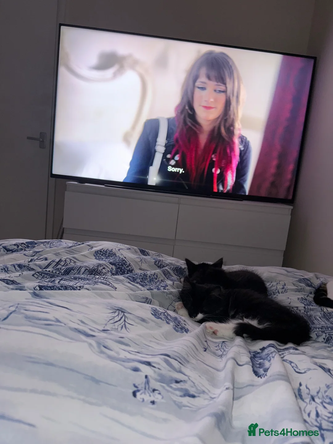 Domestic Shorthair cats for sale: Ronnie and Reggie 21weeks old in Richmond - Advert 1