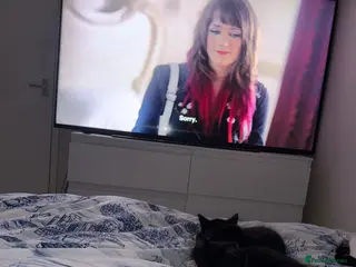 Domestic Shorthair cats Ronnie and Reggie 21weeks old - Advert 2